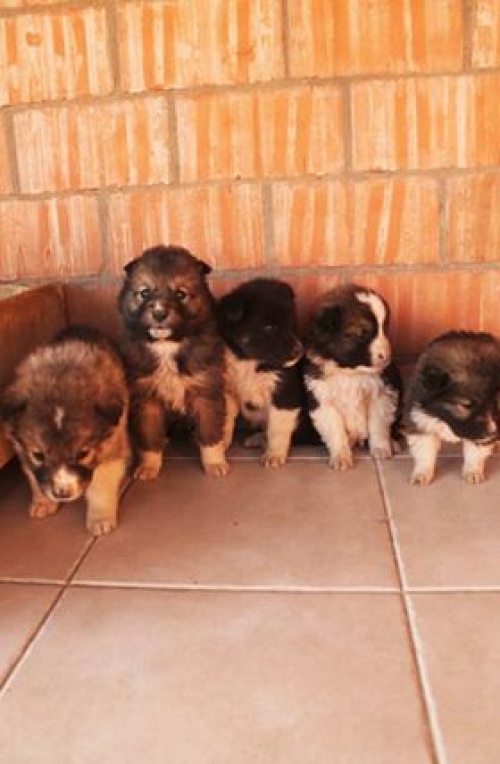 ქართული ქოფაკი უსახელო