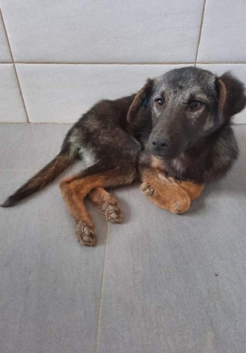 მეტისი ვაზიანი