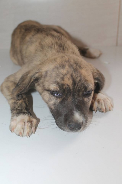 მეტისი უსახელო