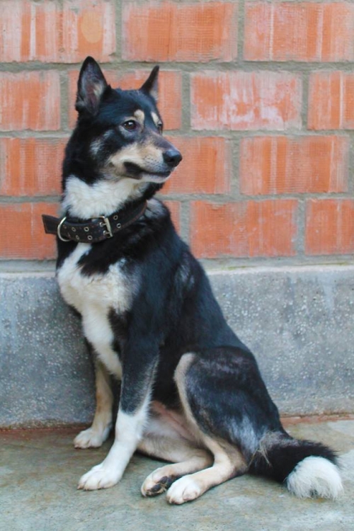 რუსულ-ევროპული ლაიკა მაია