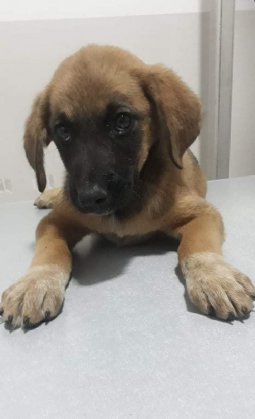 მეტისი უსახელო