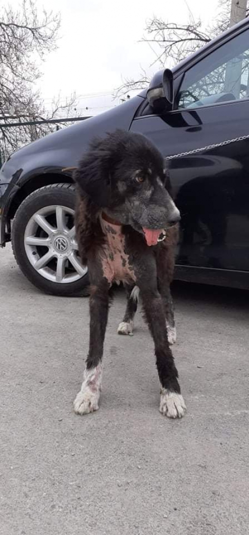 მეტისი უსახელო