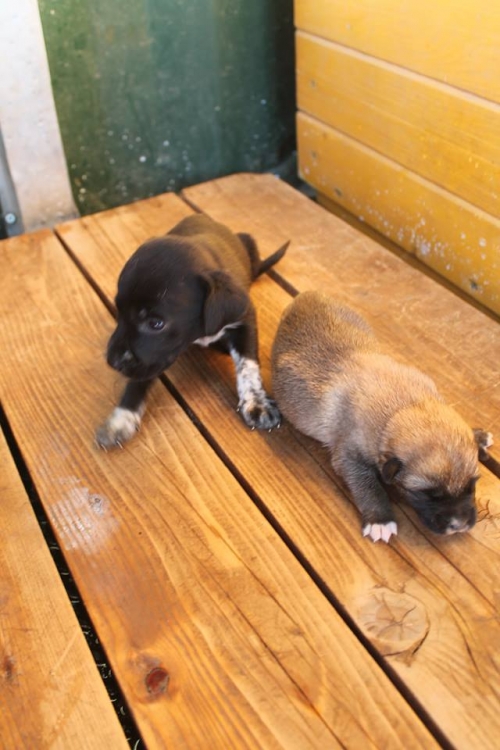 მეტისის ლეკვები უსახელო