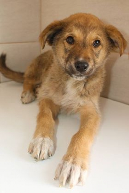 მეტისი უსახელო