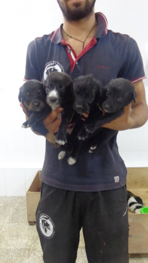 მეტისი უსახელო