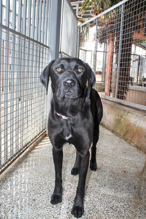 ლაბრადორის მეტისი უსახელო