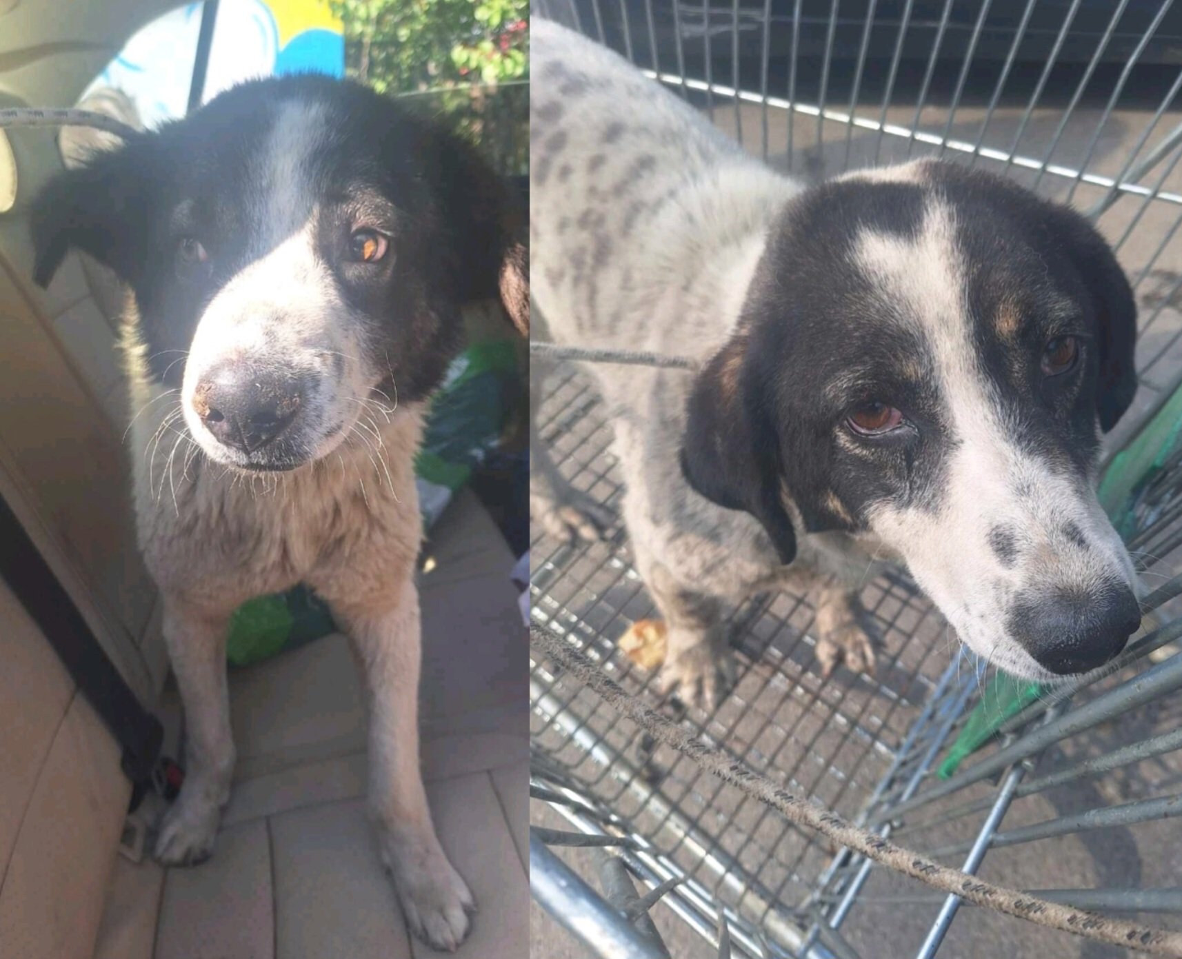 მეტისი. 2 ძაღლი. შსს მთავარი სამმართველო.