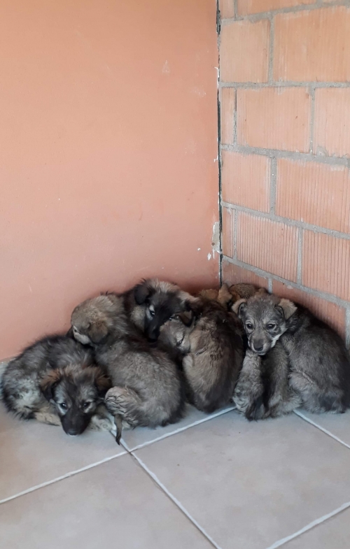 მეტისი უსახელო