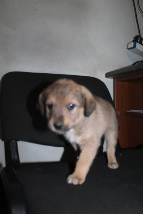 მეტისი უსახელო