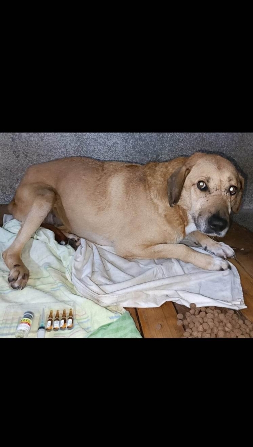 მეტისი გლდანი მე 8 მირორაიონი