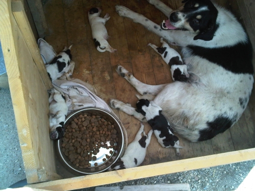 * გაჩუქებულები მეტისის ლეკვები