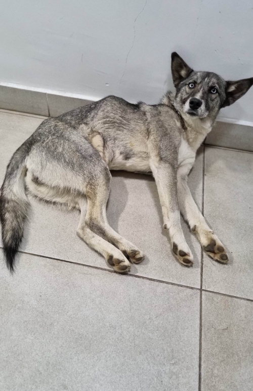 მეტისი კასპი