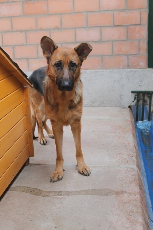 გერმანული ნაგაზი უსახელო