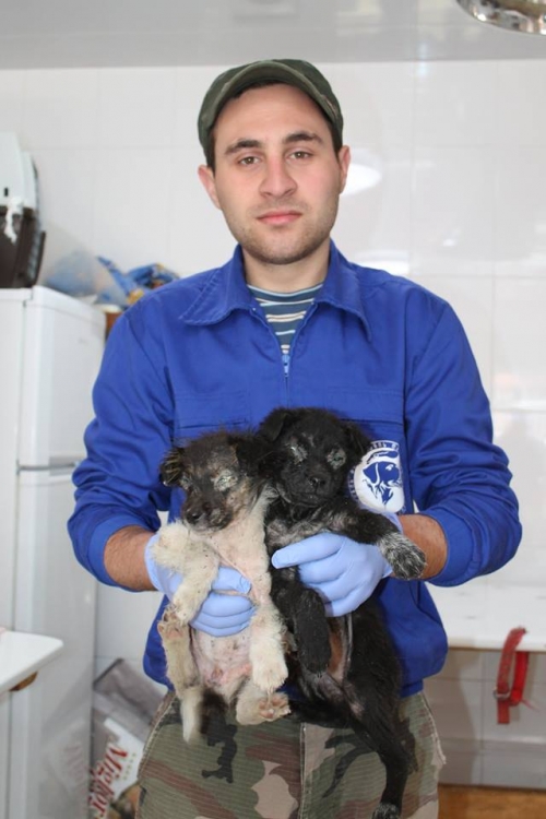 მეტისის ლეკვები უსახელო