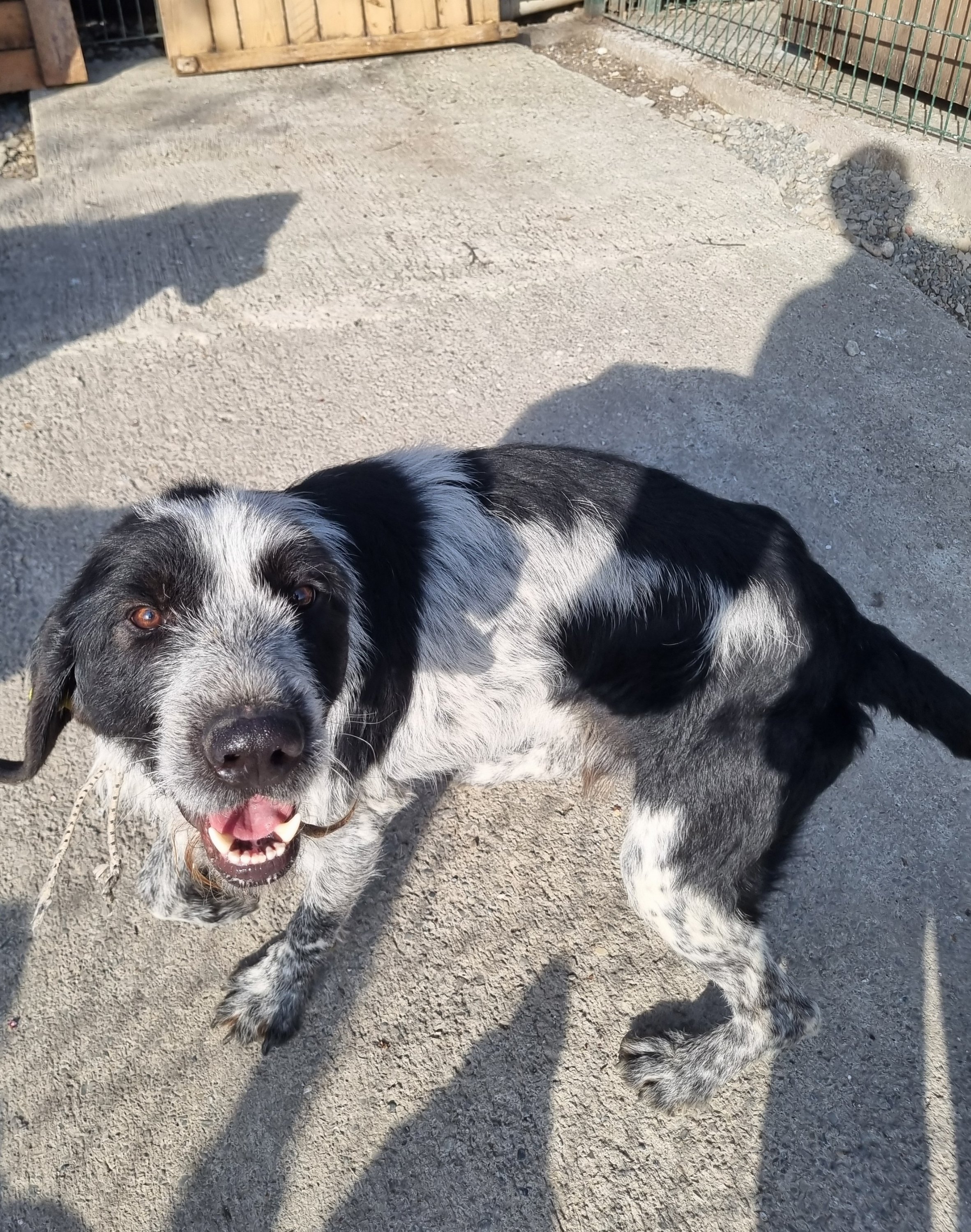 დრათჰაარი. გორის თავშესაფარი