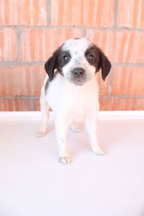 მეტისი უსახელო