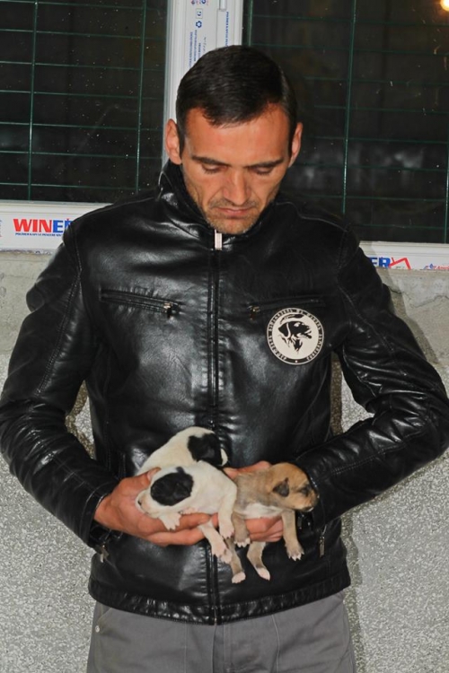 მეტისის ლეკვები უსახელო