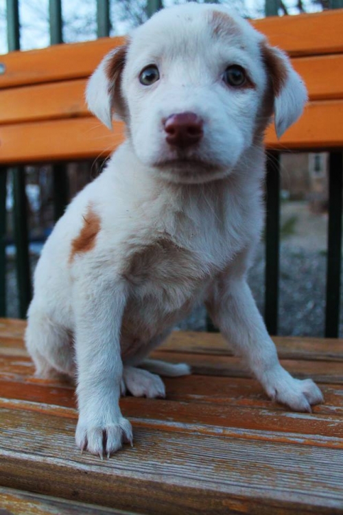 ქართული ქოფაკი უსახელო