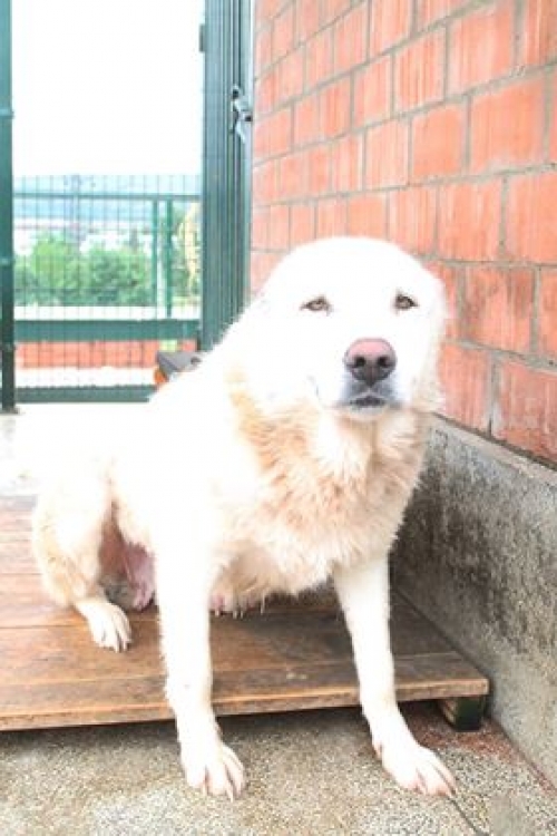 ქართული ქოფაკი უსახელო