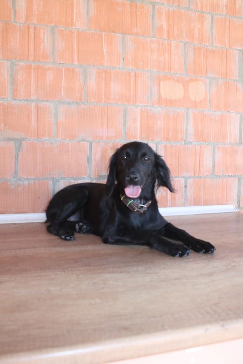 კოკერსპანელის მეტისი უსახელო