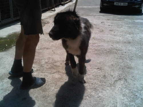 * გაჩუქებულები ქართული ქოფაკი