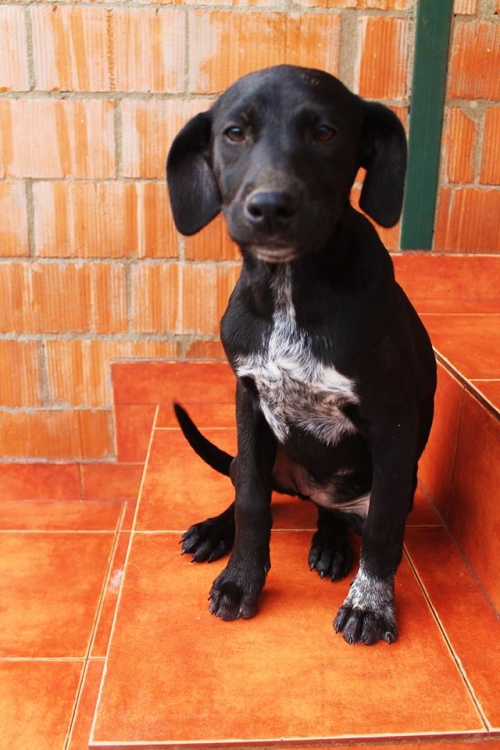 კურცხაალის მეტისი უსახელო