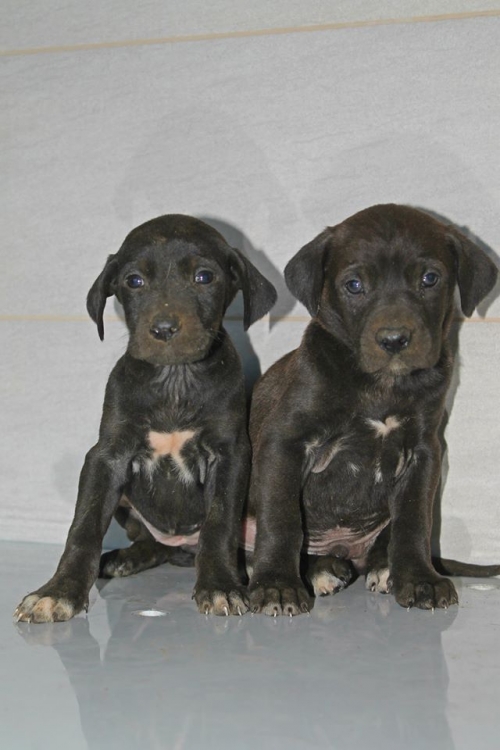 მეტისის ლეკვები უსახელო