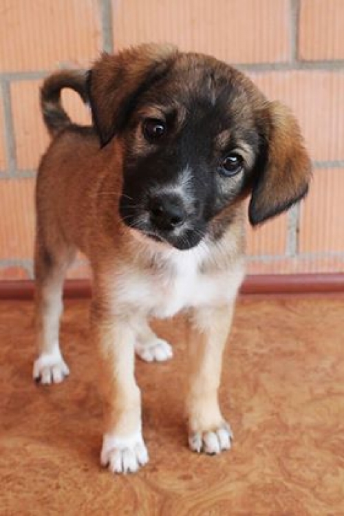 მეტისი უსახელო