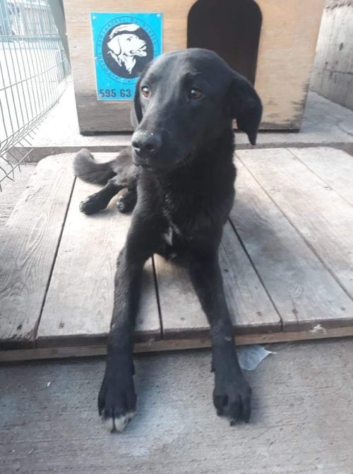 მეტისი უსახელო