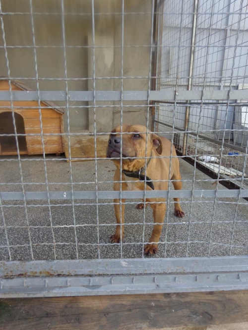 პიტი ტონი