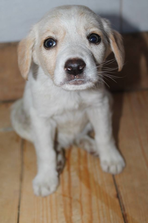 მეტისი უსახელო