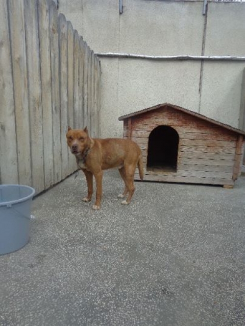 პიტი როკი