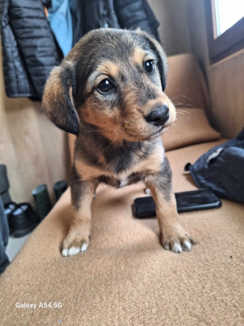 მეტისი ქეთევან წამებულის 61 ნომერი