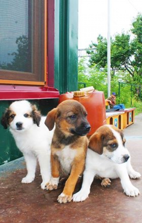 ქართული ქოფაკი უსახელო