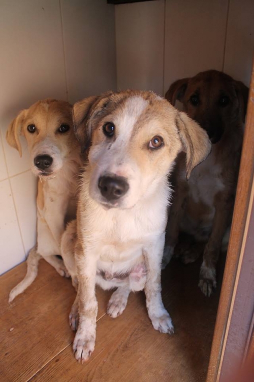 მეტისის ლეკვები