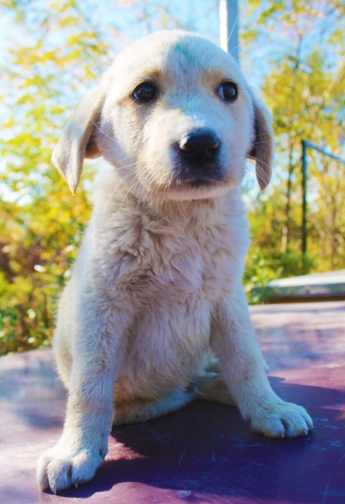 მეტისი უსახელო