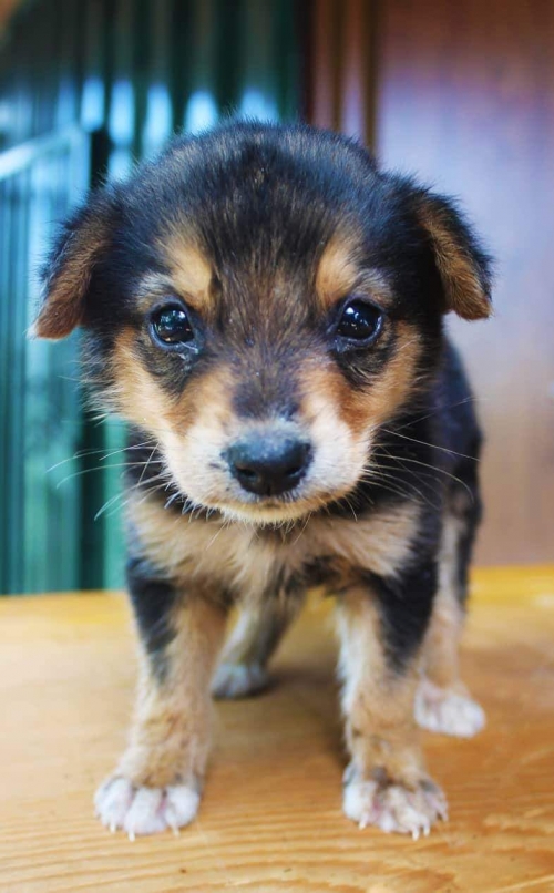 მეტისი უსახელო