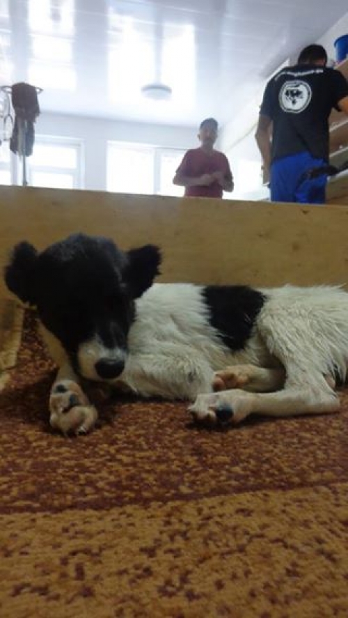 ქართული ქოფაკი უსახელო