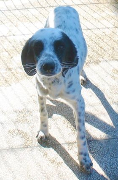 კურცხაალის მეტისი უსახელო