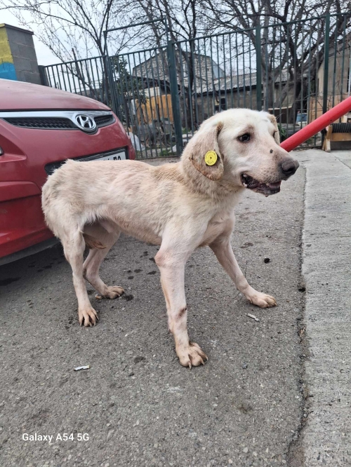 მეტისი გადმოყვანილია მუნიციპალური თავშესაფრიდან