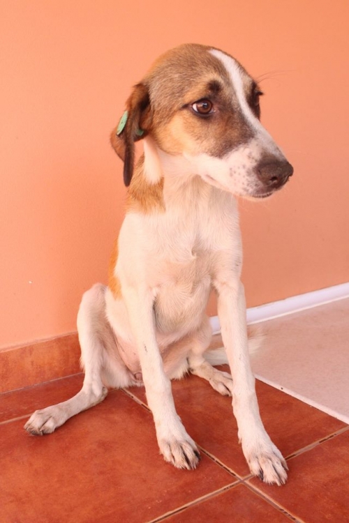 მეტისი უსახელო