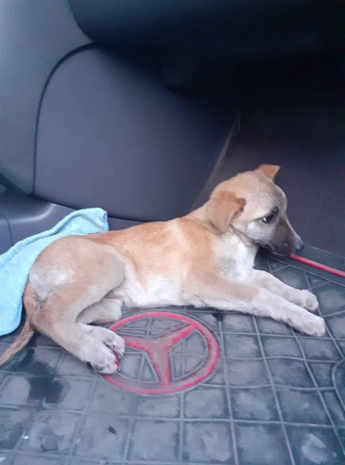 მეტისი უსახელო