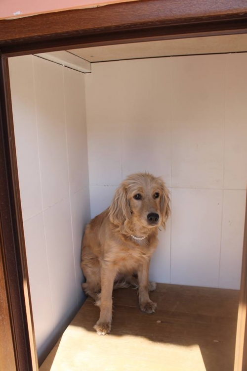 კოკერსპანელის მეტისი კუსა