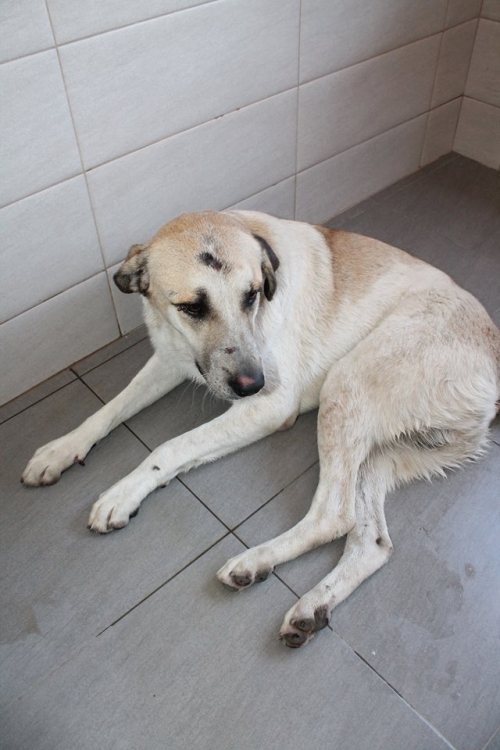 მეტისი უსახელო