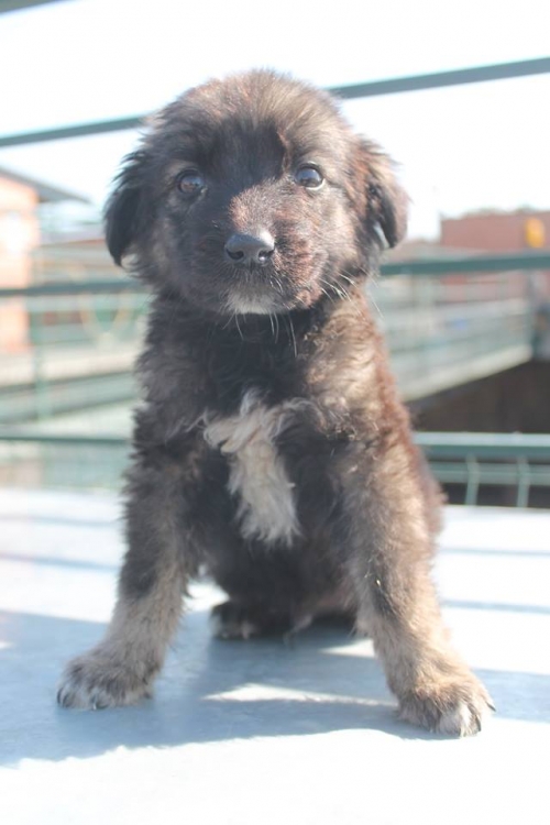 მეტისი უსახელო