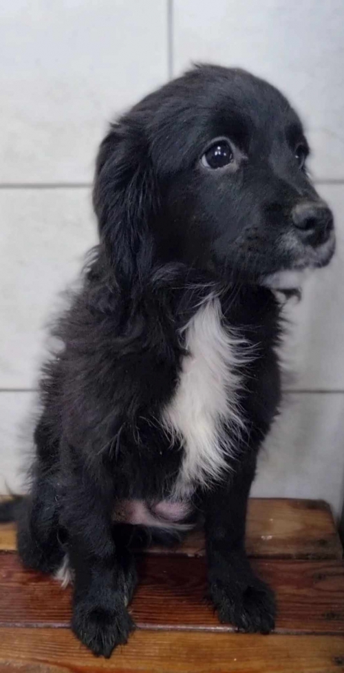 მეტისი ბერიგაბრიელ სალოსის მე 7 შესახვევი