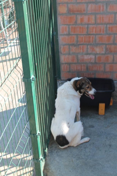 ქართული ნაგაზი სიმბა