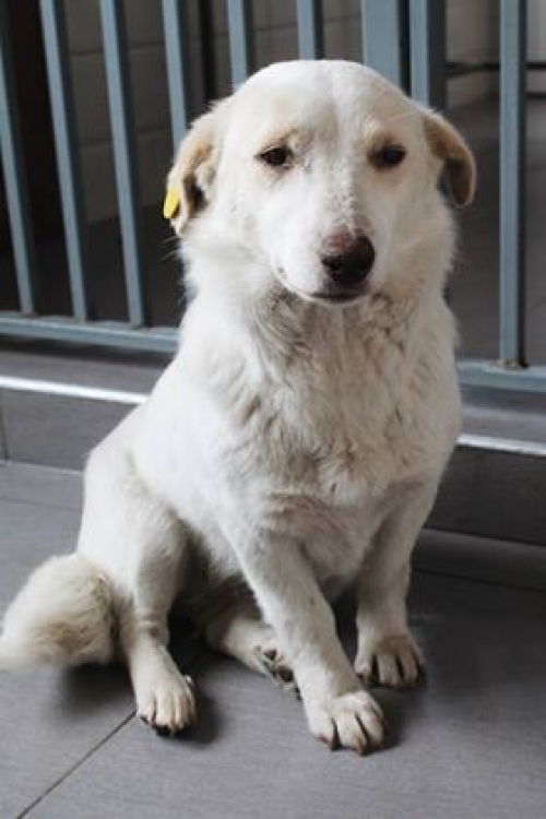 მეტისი ლუსი