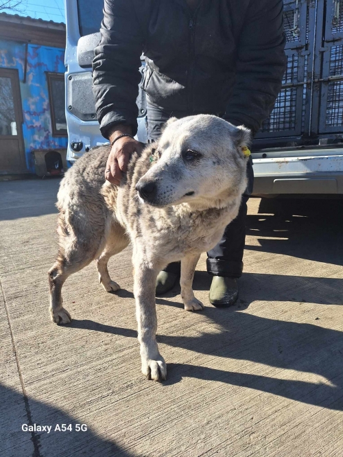 ქართული ქოფაკი დიდიდიღომი