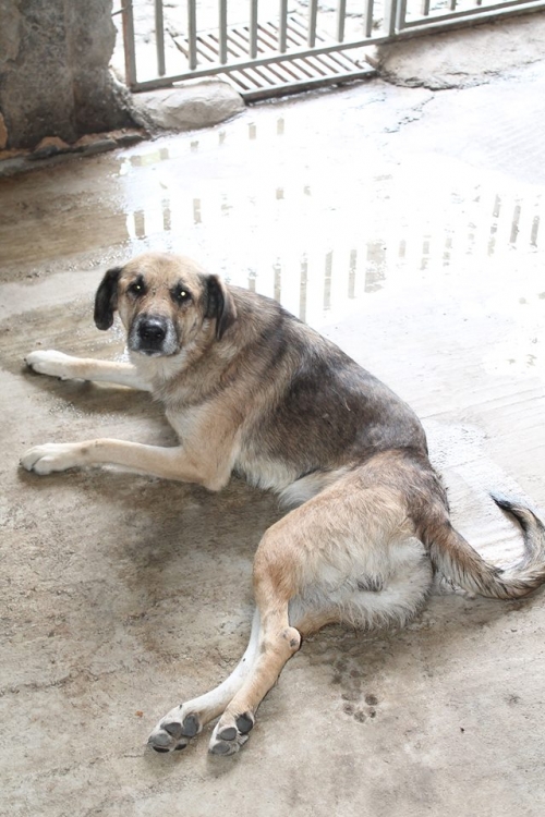 მეტისი უსახელო